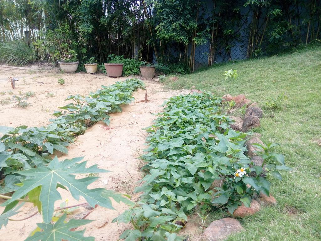 The Field Homestay هوي ان المظهر الخارجي الصورة