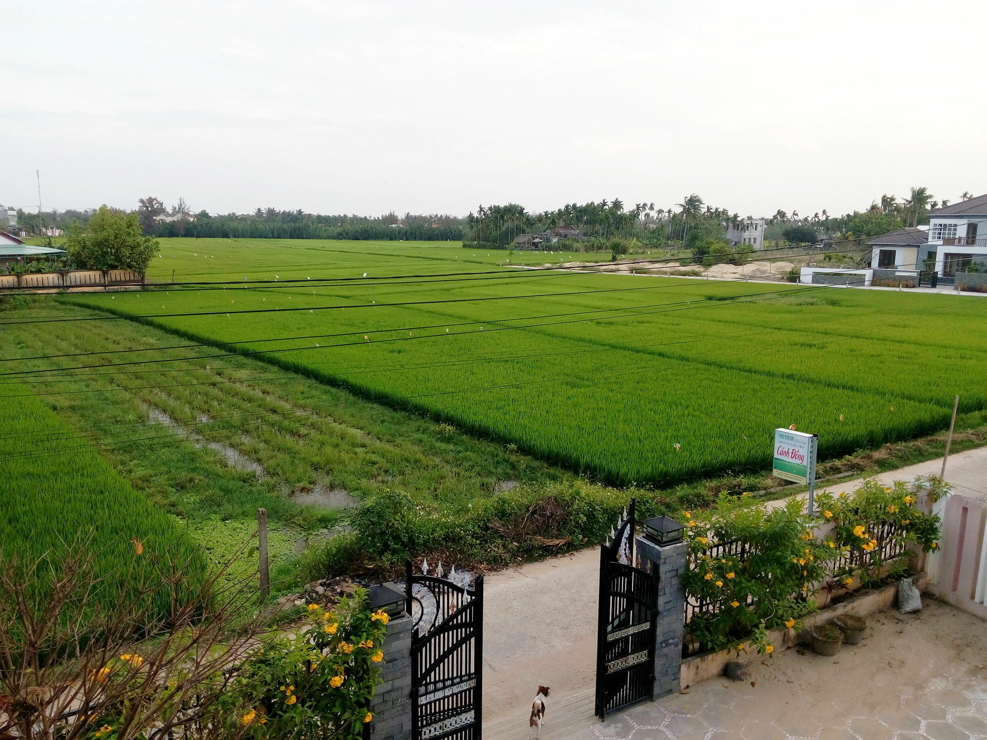 The Field Homestay هوي ان المظهر الخارجي الصورة