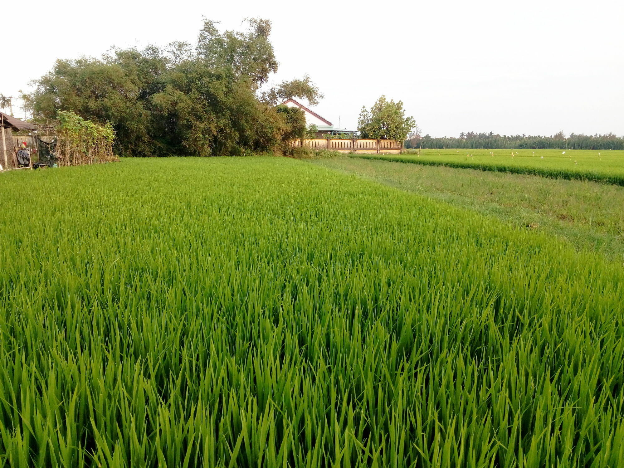 The Field Homestay هوي ان المظهر الخارجي الصورة
